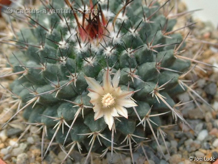 Mammillaria gigantea hastifera Dscf0575